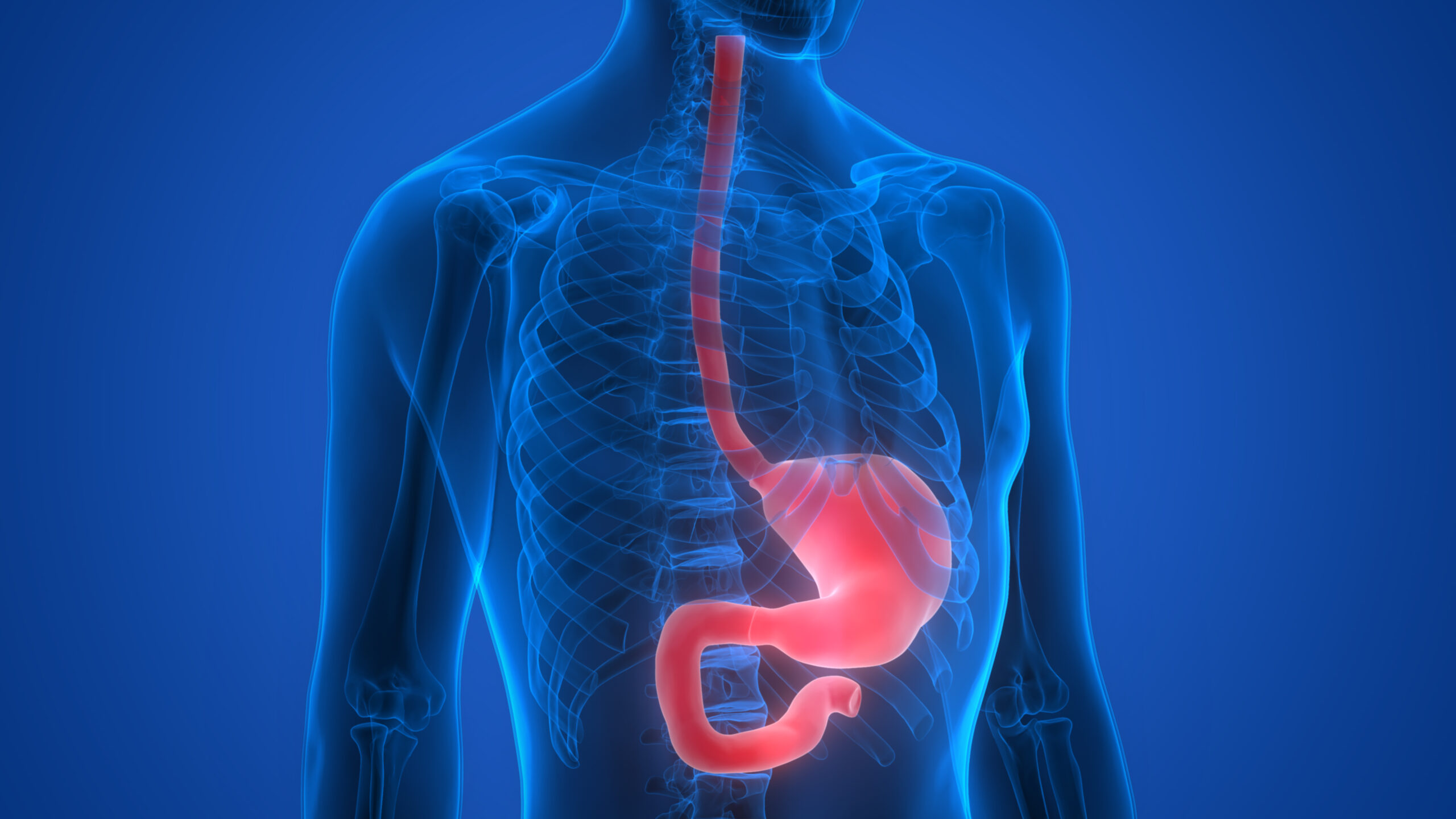 Human Body Organs (Stomach Anatomy) Παθήσεις Στομάχου και Οισοφάγου